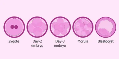 Embriolog