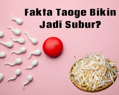 Mitos atau Fakta Taoge Bikin jadi Subur dok?